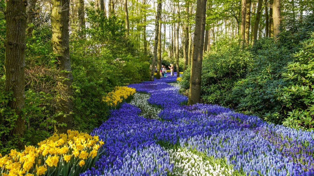 flower-parade-keukenhof-3