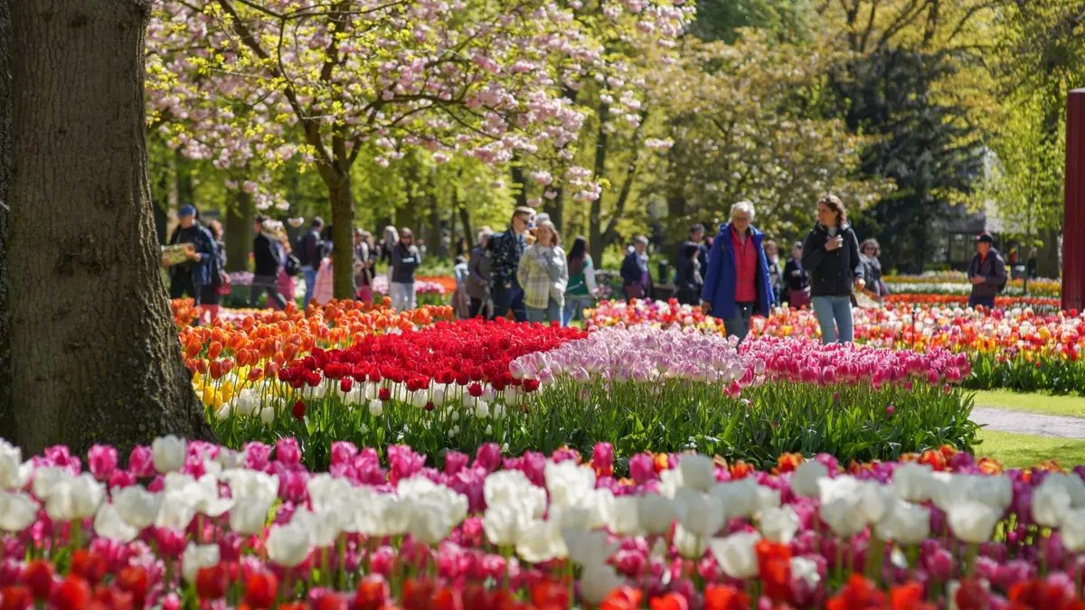 keukenhof-entry-round-2