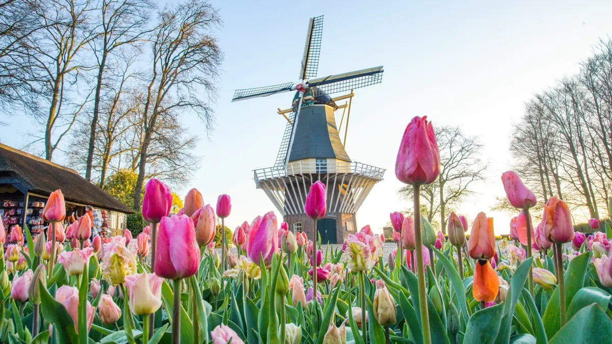 keukenhof-entry-round-4