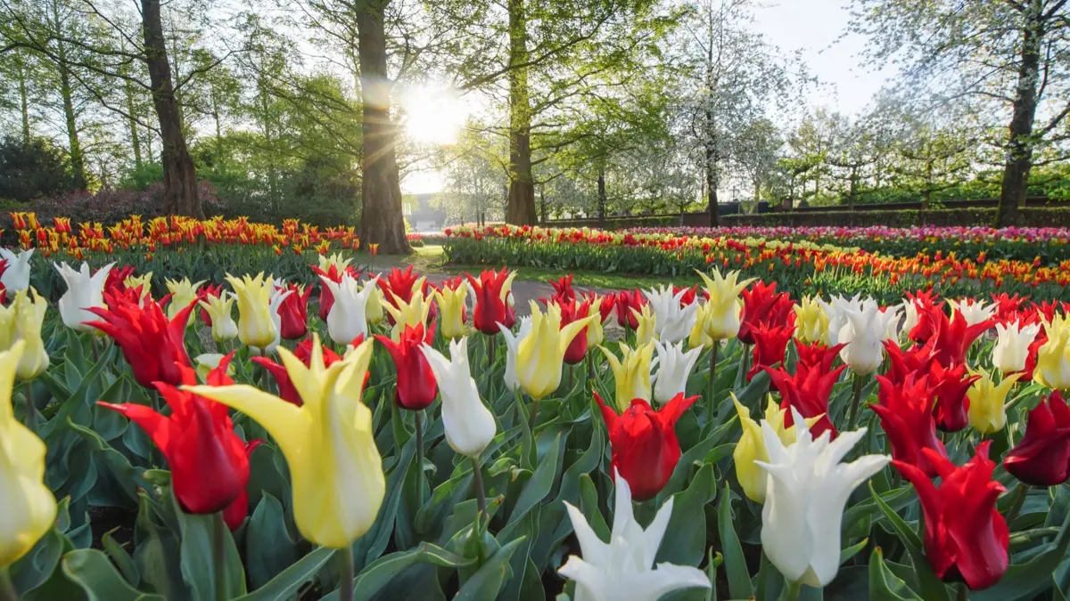 keukenhof-zaanse-schans-8