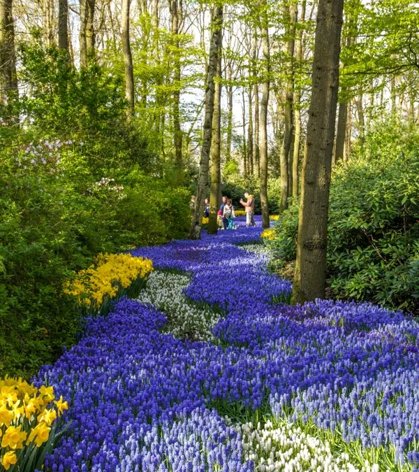keukenhof flowers