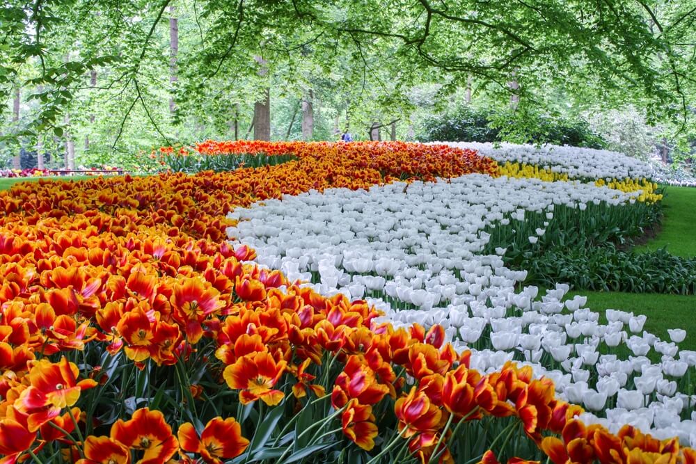 go to keukenhof