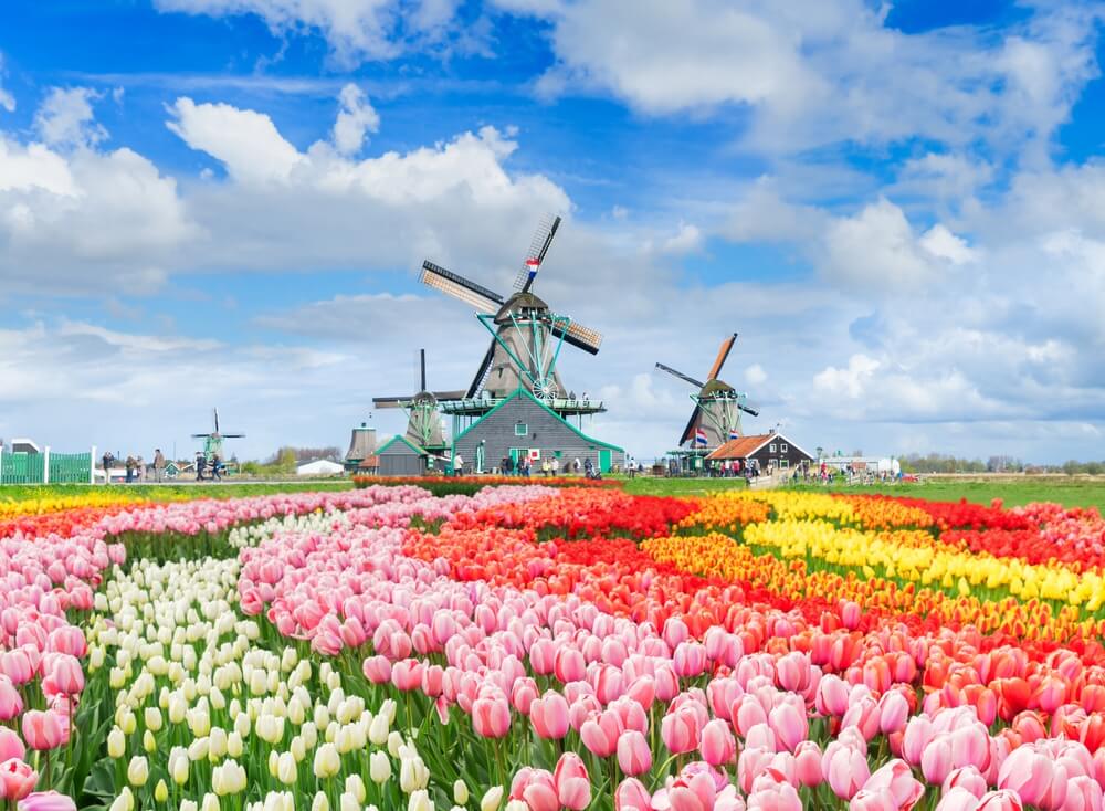 explore windmills & dutch countryside to start the day