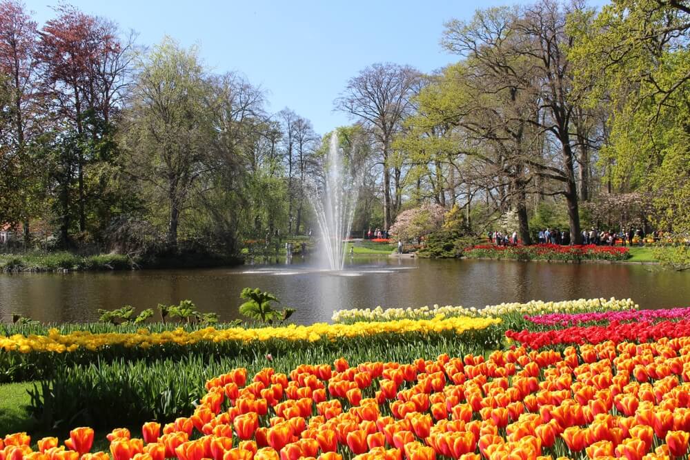 go and see keukenhof
