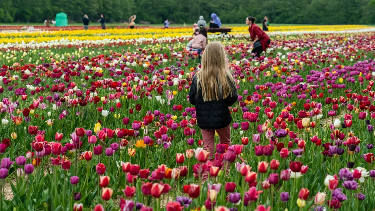 Tulip farm walking in field