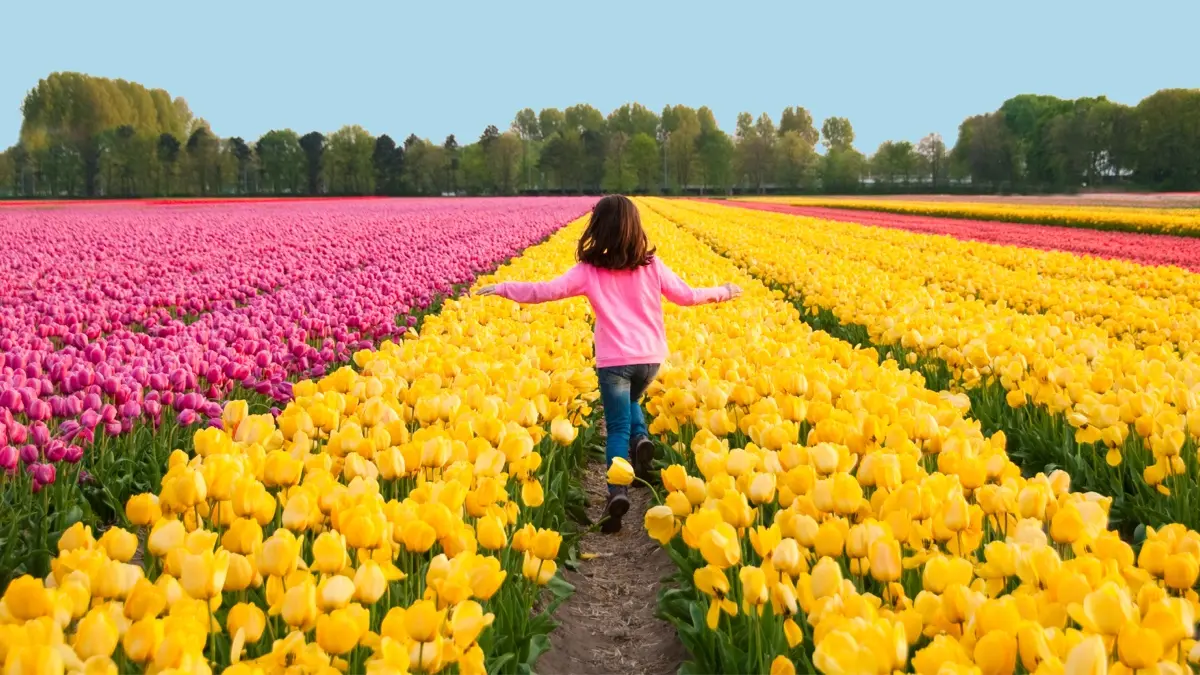 keukenhof-tulip-bus-1