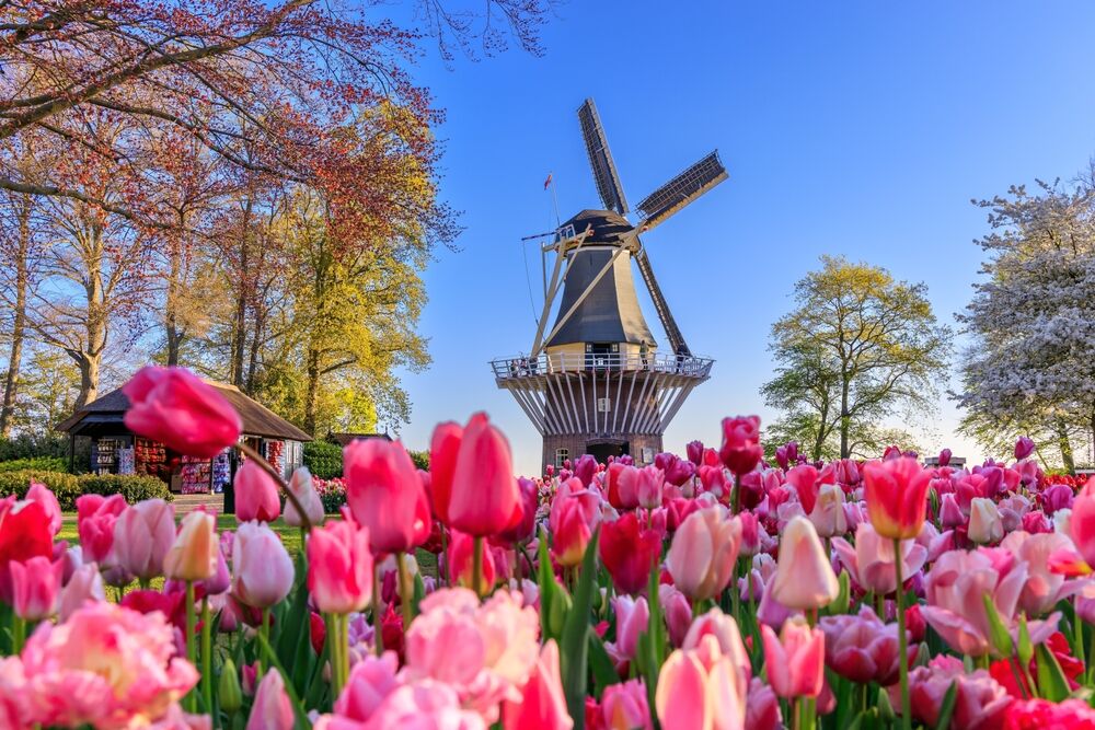 day trip to keukenhof