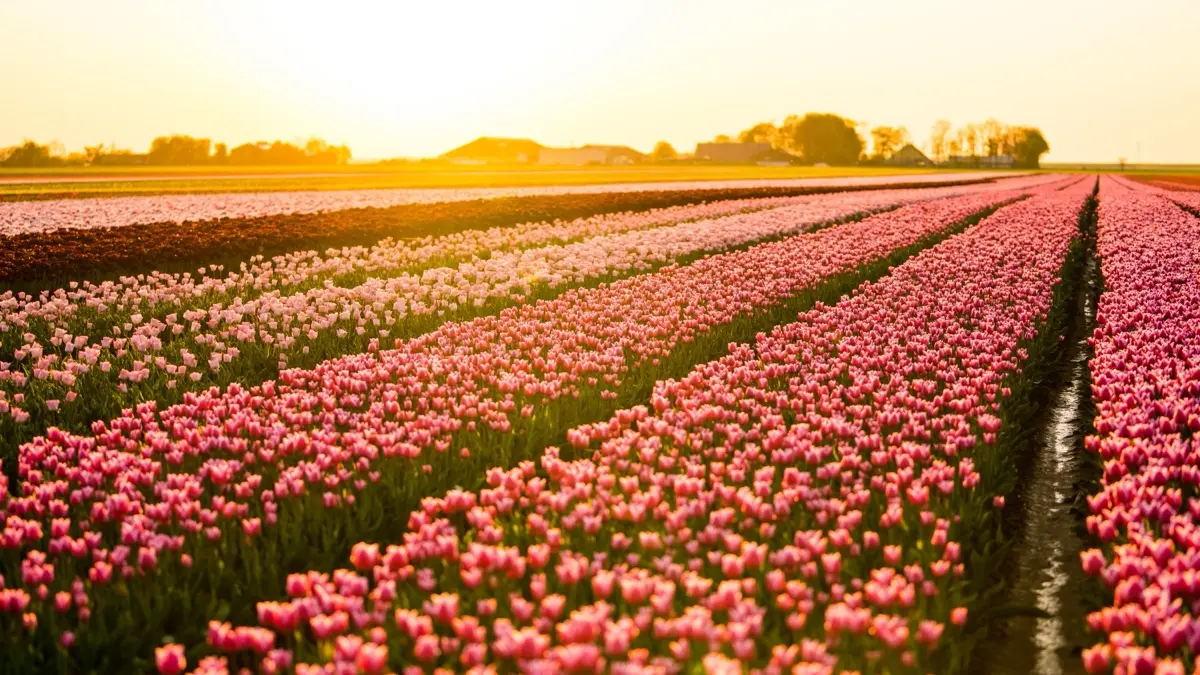 keukenhof-tulip-bus-3