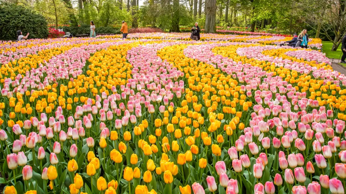 keukenhof-zaanse-schans-7