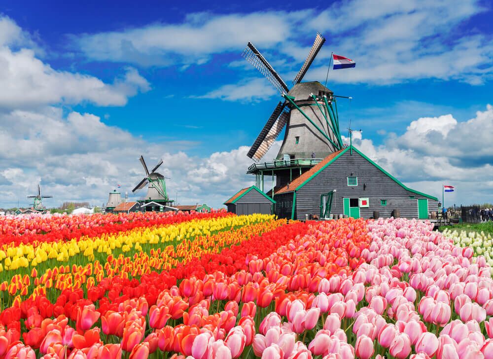 why you should go for a day tour to keukenhof
